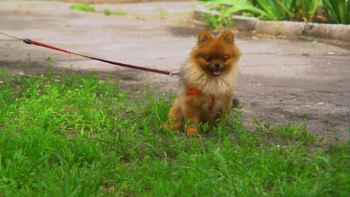 Portrait Little Dog Sitting on Lawn with Green Grass.