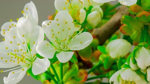 Fleurs de cerisier blanc