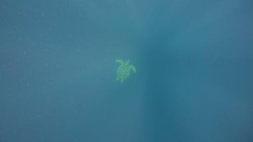 Meeresschildkröte unter Wasser.