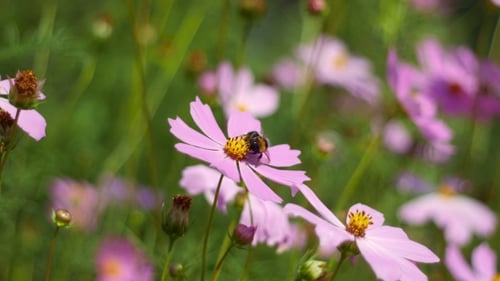 Bumblebee Pollinating a Pink Cosmos Flower