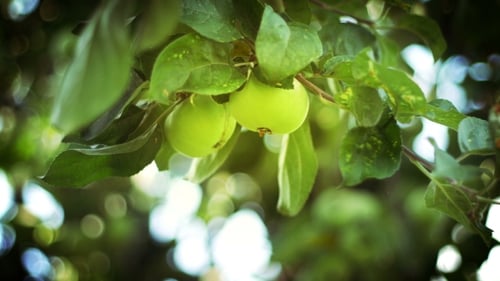 Apple Orchard. Apple Tree Branches with Green Ripe Fruits