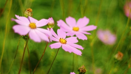 Bee Pollinating Light Purple Flowers in Green Field