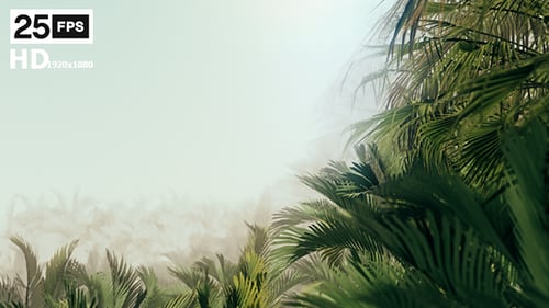 The Palms 9