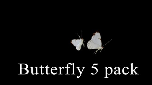 Schmetterling 1