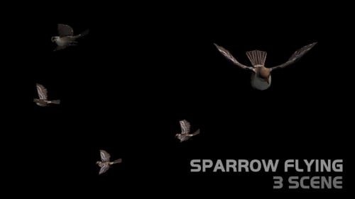 Sparrow Flying - Scène 3