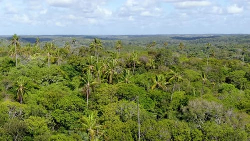 Aerial View of Tropical Forest, Jungle in Praia Do Forte, Brazil.
