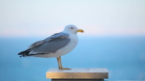 eine wunderschöne Möwe