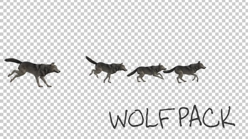 Wolfpack Run Animation