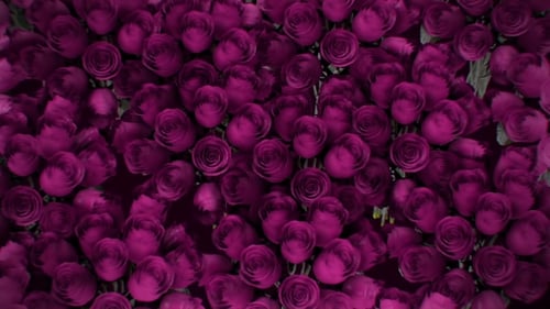 Background From a Variety of Pink Roses