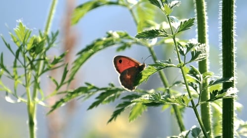 Butterfly on Graan Plants In Sunny Spring Day