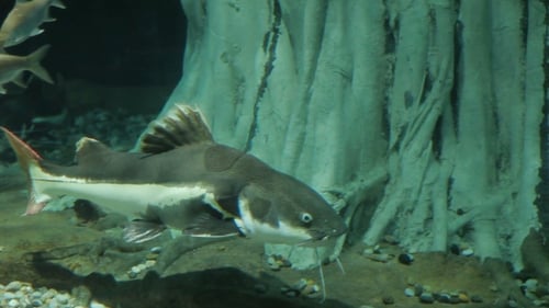 Der Rotschwanzwels, Phractocephalus Hemioliopterus, ist ein Pimelodid-Wels mit langem Schnurrbart