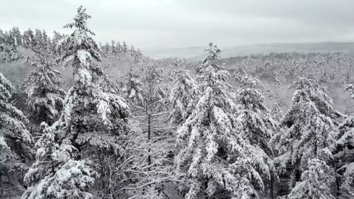 Aerial Flyby of Snow Covered Forest