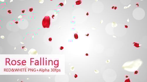 Romantic Falling Red and White Rose Petals
