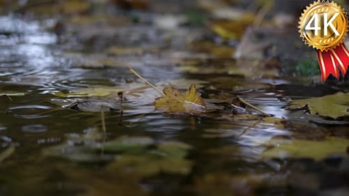 Rain Drops Falling at the Puddle With Autumn