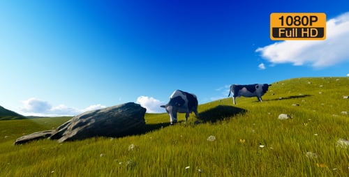 Cows grazing