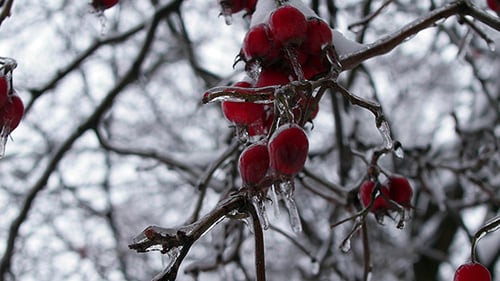 Winter Forest