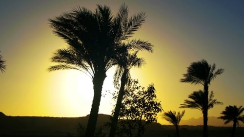 Tropical Palm Trees Silhouette on Sunset Background, and Outlines of the Mountains