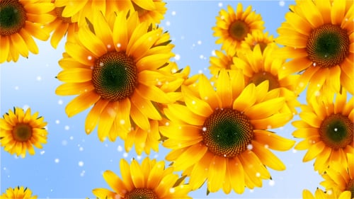 Blume Sonnenblume