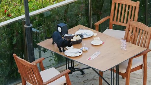 Black Cat Steals Food from Table on Terrace
