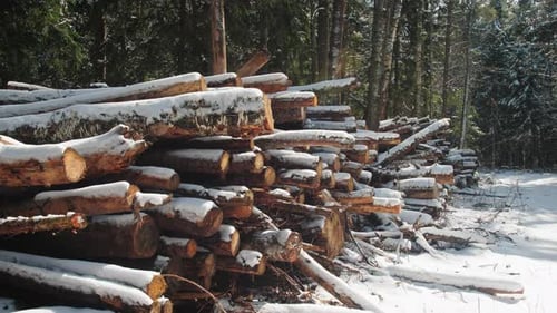 Pile of Logs Stored Under the Snow at the Edge of the Forest