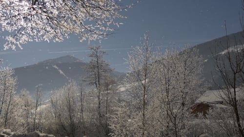 Fallender Schnee von den Bäumen