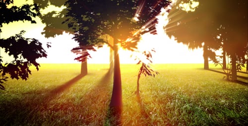 Golden Sunlight Rays Through Green Forest Trees Loop