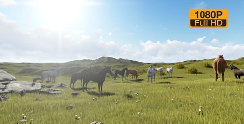 Herd of Horses Grazing in a Sunny Green Pasture