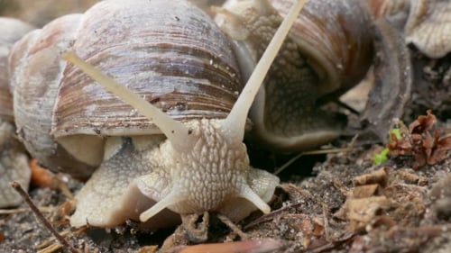 Snail Crawling Over Moss in the Forest