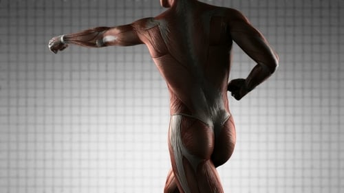3D Animation of Male Human Muscular System Rotating