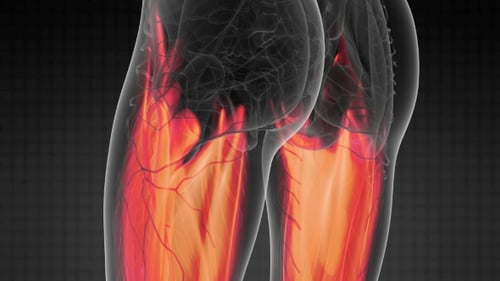 3D Animation of Human Muscular System with Glowing Activation