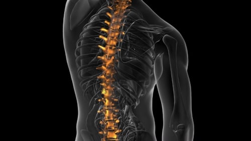 Animated Glowing Human Spine Scan for Medical Visualization