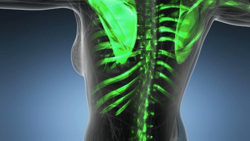 3D Animation of Glowing Human Skeletal System Medical Scan