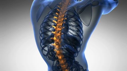 3D Human Spine Medical Animation