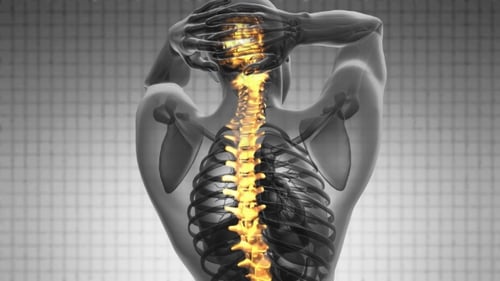 Human Spine Anatomy with Glowing Vertebrae Medical Animation
