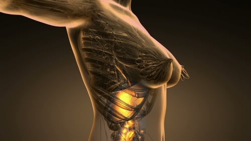 Human Body with Visible Digestive System