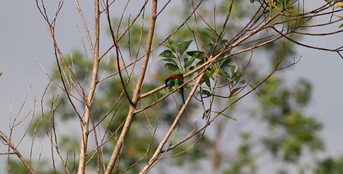 Colorful Bird Resting on a Branch in Nature