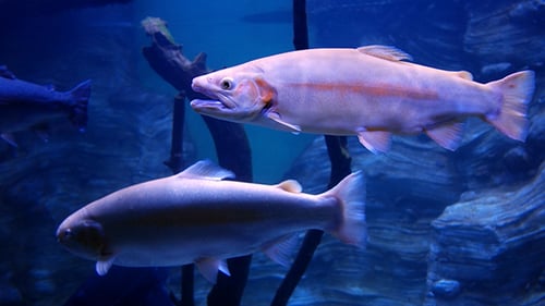Die Fische im Aquarium