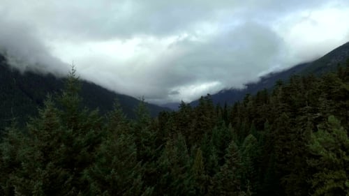 Aerial View Flying Through the Tree Tops of an Evergreen Forest