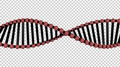 Animated DNA Double Helix Rotation with Alpha Channel