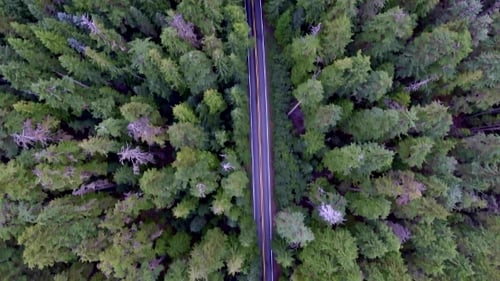 Top Down Moving Aerial View of a Road Through Forest with a Car Driving