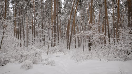Snowy Forest with Lot of Pine Trees