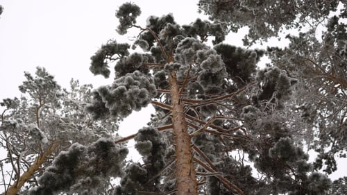 Bottom View of on Adult Pine. It Is High Enough, Has a Dense Foliage, so the Top the Tree, We c