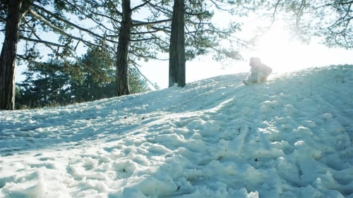 Sleigh Ride Through the Snow, Happy Child Moves Down on a Sled Backlit in Sunlight, Boy Sledding