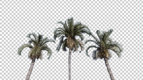 Three Palm Trees Swaying on Transparent Background