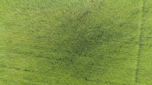 Aerial: Rising Out of Field Windy Day Waves in Wheat