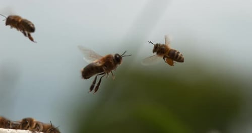 |European Honey Bee, apis mellifera,Male in Flight colliding with a bee with the balls of Pollen
