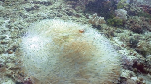 Clownfish Anemonefish in Anemone.