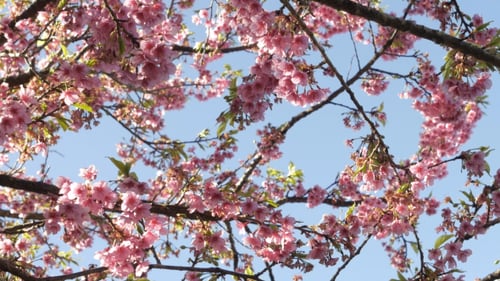Cherry Blossom