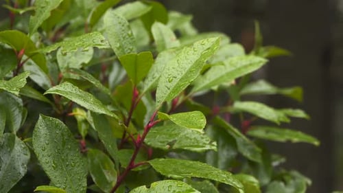 Wet Green Leaves Gleaming After the Rain