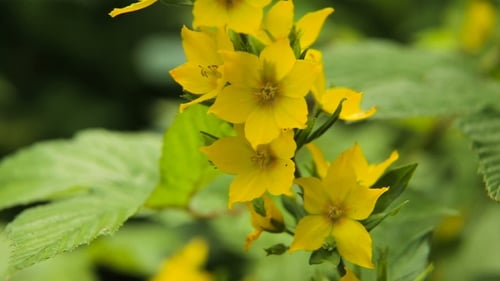 Bright Yellow Flowers Blooming in Natural Light